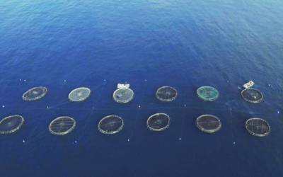 SIRENA: Matemáticas para reducir daños en la acuicultura en Canarias